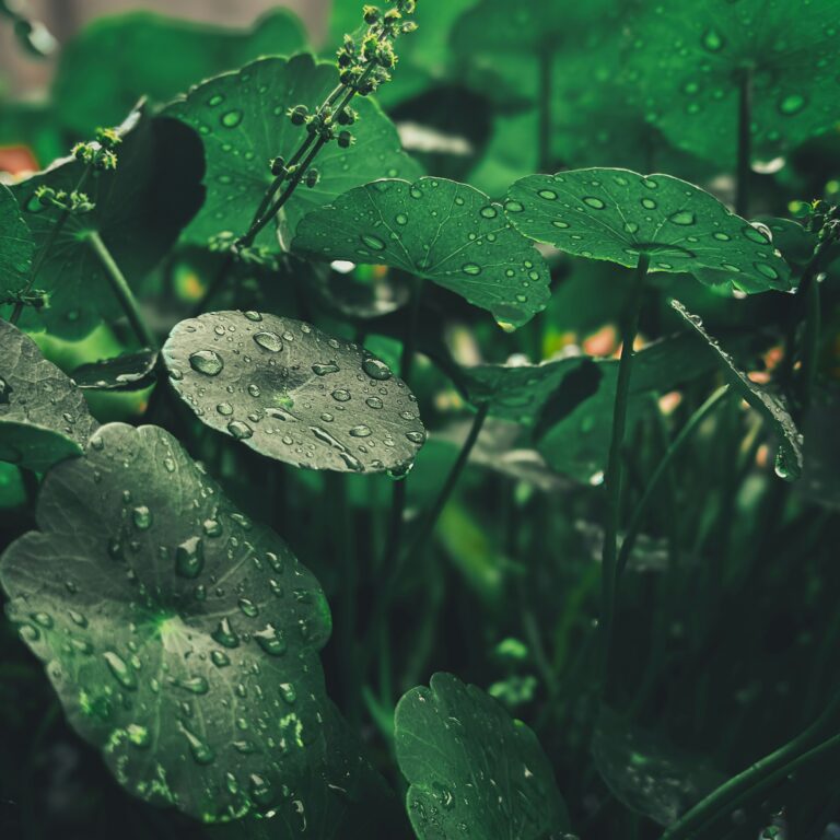 Centella Asiatica : Kbeauty ingredient