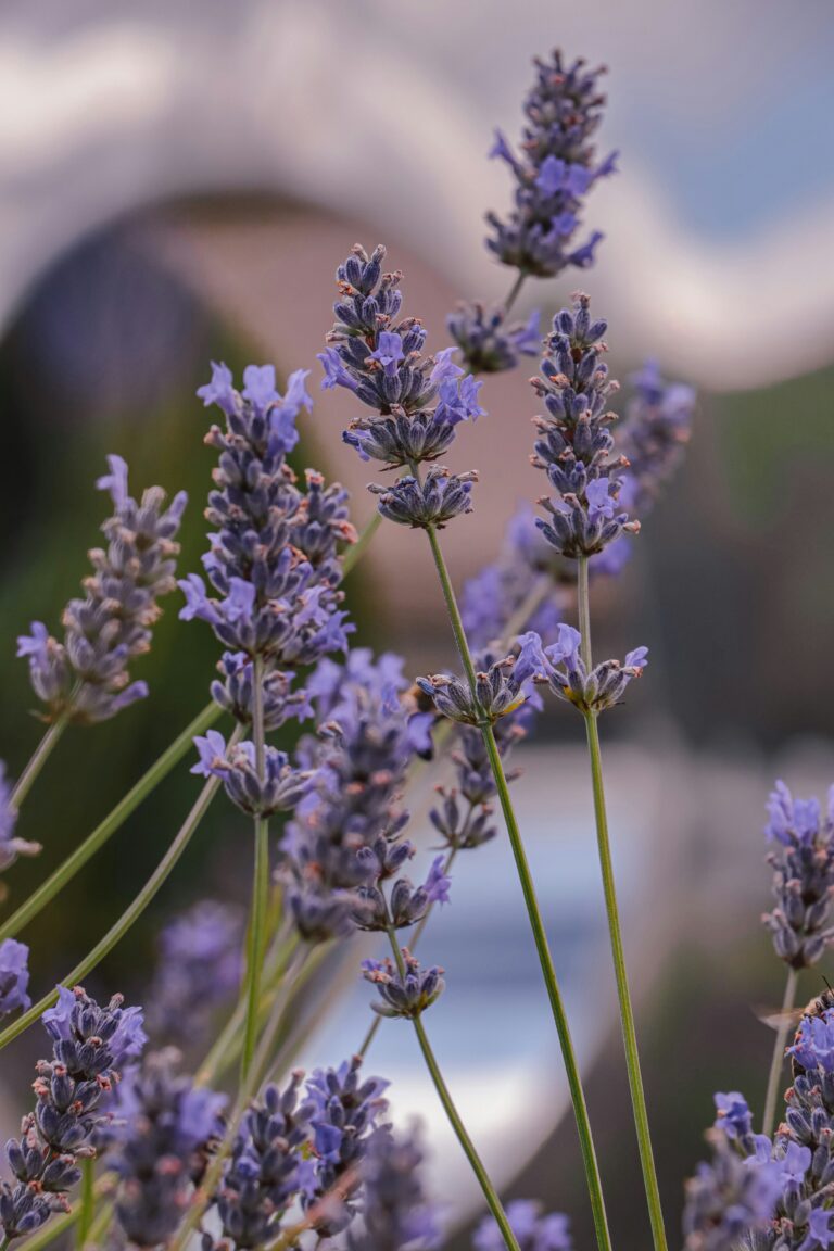 Allergenes huiles essentielles danger?